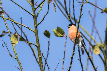 Gimpel (Pyrrhula pyrrhula)