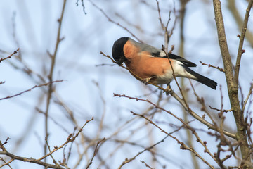 Gimpel (Pyrrhula pyrrhula)