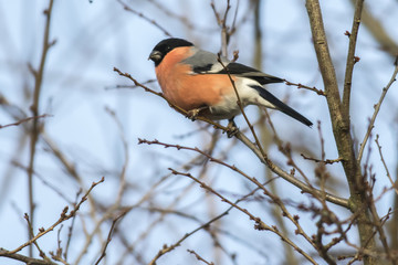 Gimpel (Pyrrhula pyrrhula)