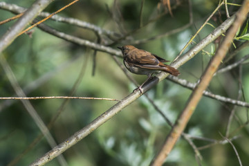 Nachtigall (Luscina megarhynchos)