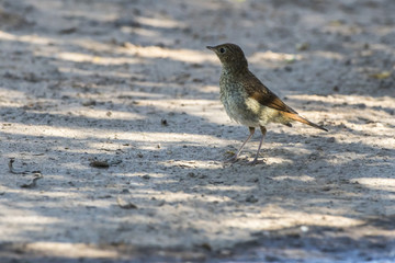 Nachtigall (Luscina megarhynchos)