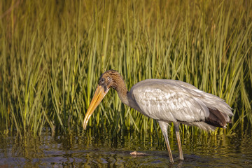 Wood Stork