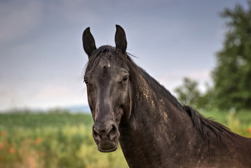 Portrait of a horse on a field in summer 