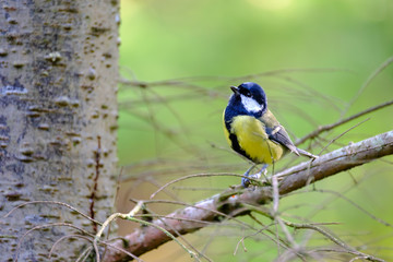 Male great tit bird on a tree branch