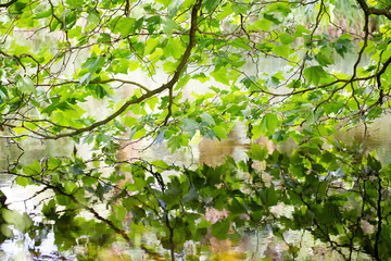 Nature scene. Spring tree reflected in water.