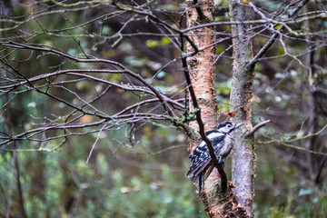 Great spotted woodpecker seen on a tree branch