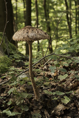 parasol mushroom