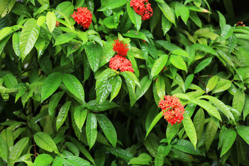 Beautiful tropical flowers outdoors