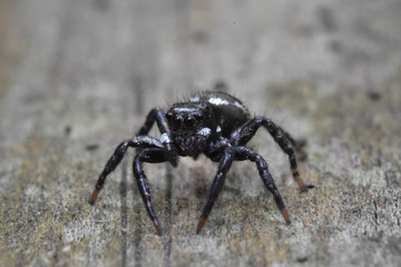 Jumping Spider
