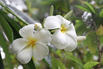 Fototapeta na wymiar Beautiful tropical flowers outdoors