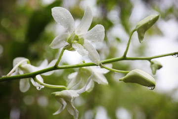 Fototapeta premium Beautiful tropical flowers outdoors