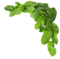 Fresh mint leaves on white background