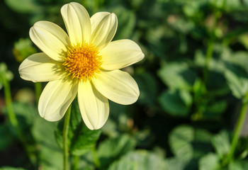 Yellow Flower