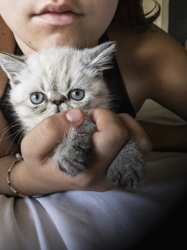 Girls Holds Lynx Point Kitten with Blue Eyes.