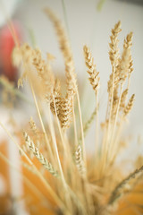 Wheat Blurred Out White Background
