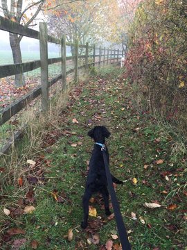 Dog on a leash walking along an autumn path spies more dogs in the distance