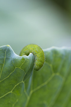green worm on cabbage leaf