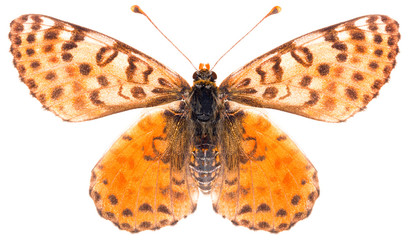 The Melitaea didyma red-band fritillary beautiful butterfly isolated on white background. Dorsal...