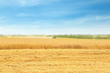 Wheat field in harvest season