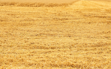 Fototapeta premium Wheat field after harvest