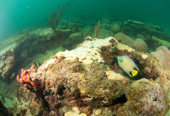 Fototapeta na wymiar Schooling fish on a reef in south Florida