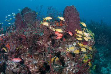 Fototapeta na wymiar Schooling fish on a reef in south Florida