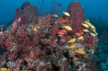 Naklejka na ściany i meble Schooling fish on a reef in south Florida