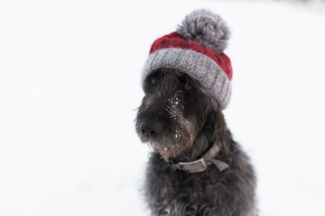 dog wearing a wooly hat