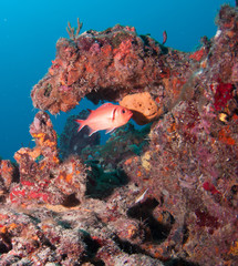 Schooling fish on a reef in south Florida
