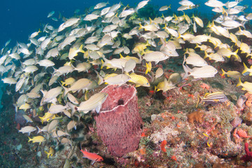 Schooling fish on a reef in south Florida