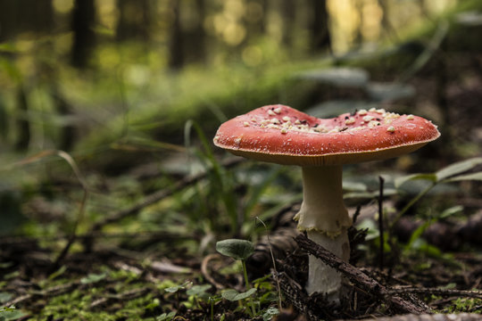 Fly agaric in a forest