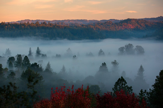 Beautiful view of a valley of trees blanketed in thick fog