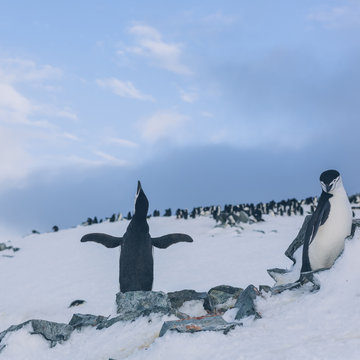 cute penguins living on the land of Antarctica