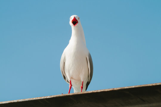 squawking sea gull