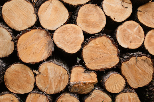 Firewood