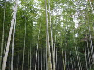 深閑とした竹林(京都府)