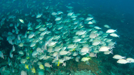 Schooling fish on a reef in south Florida.