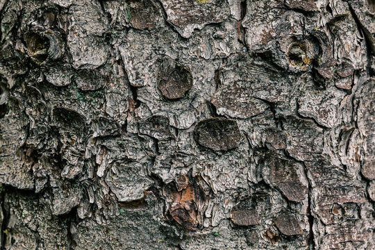 Fir tree trunk with bark closeup