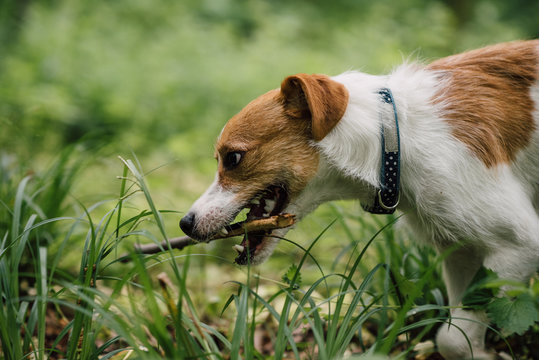 Dogs having fun in the forest