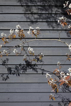 Spring blossom in front of wall