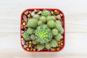 cactus with space in pot on wooden table.Top view