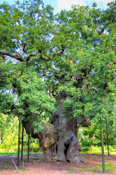 Major Oak, Sherwood Forest, Nottinghamshire..