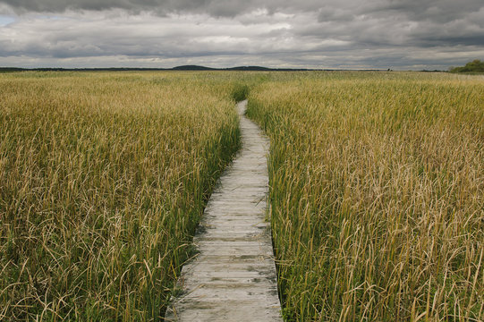 Boardwalk in Autumn