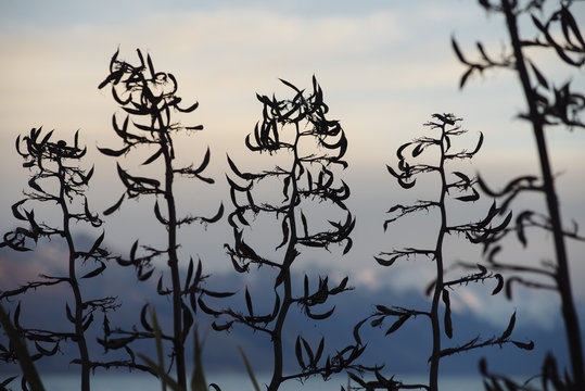 Flax plants at sunset, Lake Pukaki New Zealand.