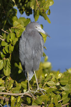 Little Blue Heron