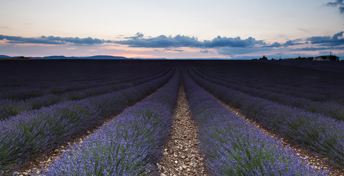 Lavender field at sunset