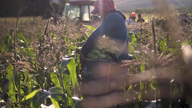 Steadicam of man picking corn in rows of backlit corn fields.