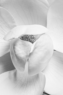 Magnolia flower just starting to open