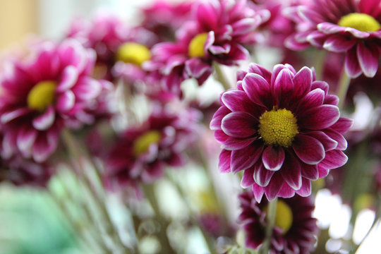 Bunch of Purple Daisies, one flower in focus