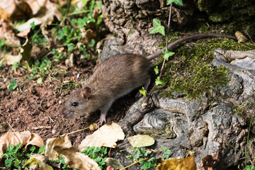 Brown Rat, Norway Rat, Rats, Rattus norvegicus